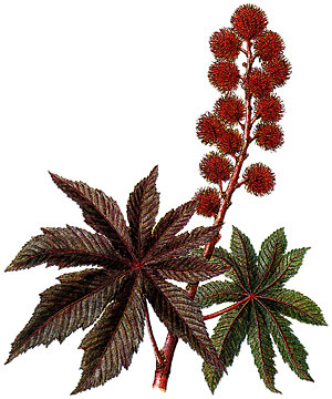  Bildquelle: Ernst Klett Verlag - Rizinus - Ricinus communis