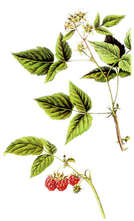  Bildquelle: Ernst Klett Verlag - Himbeere - Rubus idaeus