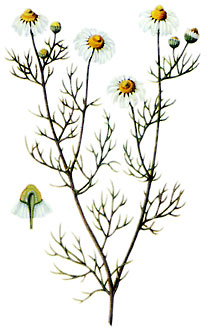  Bildquelle: Ernst Klett Verlag - Kamille - Matricaria chamomilla