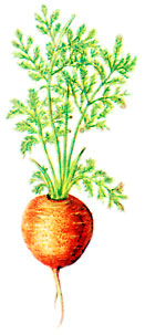  Bildquelle: Ernst Klett Verlag - Karotte - Daucus carota