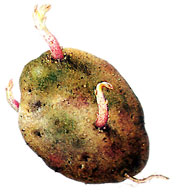 Bildquelle: Ernst Klett Verlag - Kartoffel - Solanum tuberosum