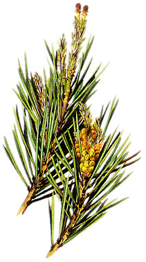  Bildquelle: Ernst Klett Verlag - Kiefer - Pinus sylvestris