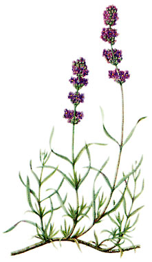  Bildquelle: Ernst Klett Verlag - Lavendel - Lavandula angustifolia