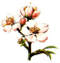  Bildquelle: Ernst Klett Verlag - Mandel - Prunus amygdalus