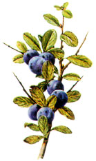  Bildquelle: Ernst Klett Verlag - Schlehdorn - Prunus spinosa