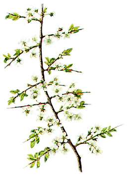  Bildquelle: Ernst Klett Verlag - Schlehdorn - Prunus spinosa