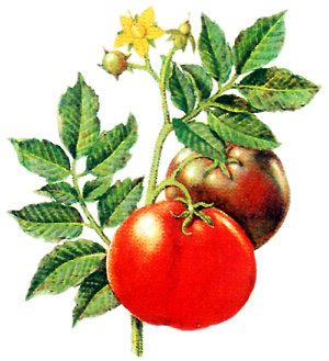  Bildquelle: Ernst Klett Verlag - Tomate - Lycopersicon