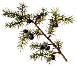  Bildquelle: Ernst Klett Verlag - Wacholder - Juniperus communis